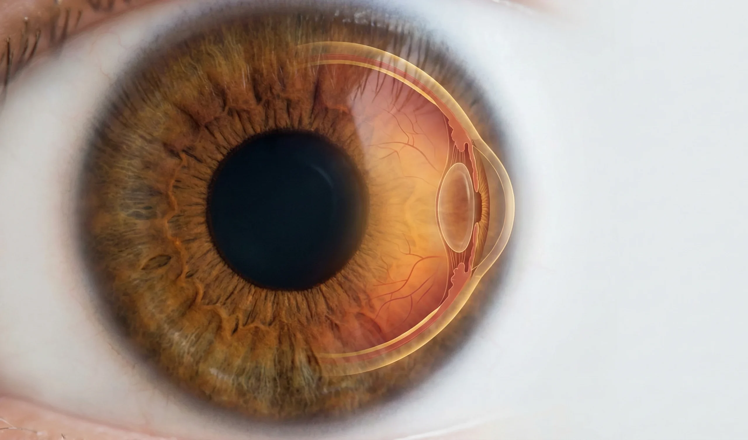 How Retina Scanning Works
